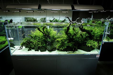 ADA Nature Aquarium Gallery | Beautiful moments of the galle… | Flickr Aquarium Gallery, Takashi Amano, Rimless Aquarium, Freshwater Plants, Aquarium Garden, Fish Tank Themes, Amazing Aquariums, Fish Tank Terrarium, Aquascape Design