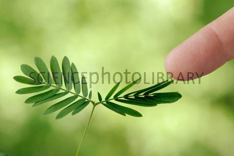 The Sensitive Plant...leaves curl up when touched Touch Me Not Plant, Mimosa Pudica, Sensitive Plant, Plant Study, Balcony Flowers, Plant Cell, Carnivorous Plants, Perennial Plants, Mimosa