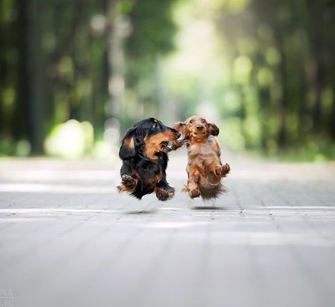 Weeny Dogs, Dachshund Breed, Dog Humor, Baby Dachshund, Dachshund Funny, Weiner Dogs, Miniature Dachshunds, Long Haired Dachshund, Weenie Dogs