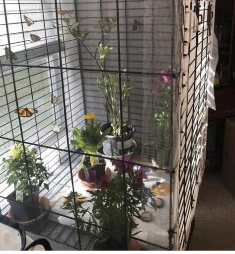 Butterfly Terrarium Live, Pet Moth Enclosure, Indoor Butterfly Habitat, Indoor Butterfly Garden, Raising Butterflies At Home, Caterpillar Enclosure, Moth Enclosure, Moth Terrarium, Moth Raising