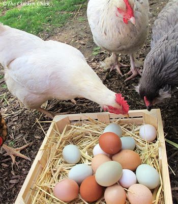 Egg-Eating Chickens...Tips on why & how to break the habit http://www.the-chicken-chick.com/2012/10/egg-eating-chickens-how-to-break-habit.html Best Egg Laying Chickens, Collecting Eggs, Egg Laying Chickens, Chicken Eating, Laying Hens, Egg Production, Chicken Chick, Keeping Chickens, Chic Chic