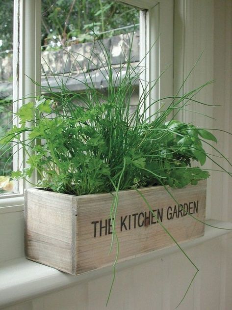 Growing Herbs Indoors? 46 Best Indoor Herb Garden Tips To Know Today | Balcony Garden Web Patio Herb Garden, Window Herb Garden, Growing Herbs Indoors, Herb Garden In Kitchen, Spring Gardening, Indoor Herb, Kitchen Herbs, Indoor Herb Garden, Herbs Indoors