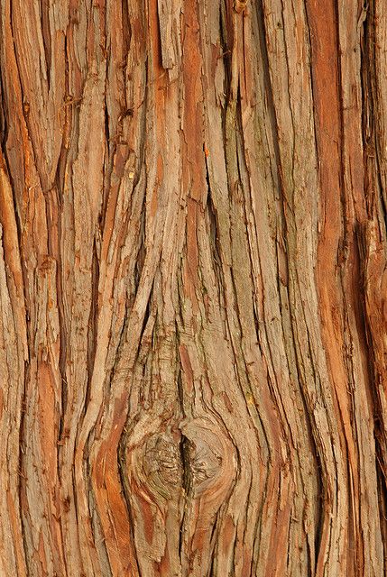 Texture Studies, Tree Bark Texture, Juniper Wood, Wood Bark, Cypress Wood, Woods Photography, Mood Images, Cypress Trees, Mood Board Inspiration