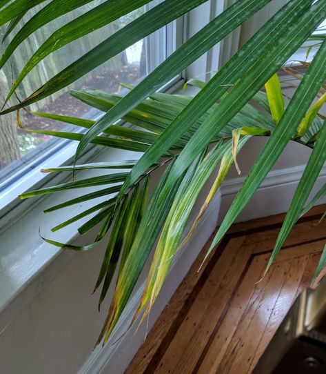 Palm Plant Indoor, Indoor Palm Plants, Palm Plant Care, Palm Tree Care, Plant Leaves Turning Brown, Palm House Plants, Indoor Palm Trees, Majesty Palm, Majestic Palm