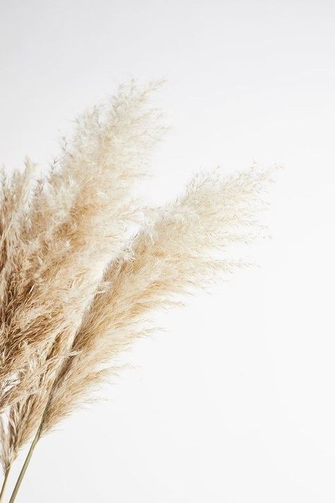 Dried Pampas Grass - set of 3 in 2022 | Grass wallpaper, Pampas grass, Aesthetic iphone wallpaper Dead Flowers, Deco Champetre, Grass Background, Grass Wallpaper, Dried Pampas, Plant Wallpaper, 背景 シンプル, Beige Aesthetic, Aesthetic Colors