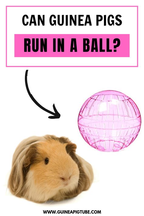 Are you interested in exercise balls for guinea pigs? Can guinea pigs run in those types of play balls? Well, we have the answers! In short guinea pigs running in exercise balls can be dangerous for their health. In this blog post, you can find out more about toy balls for guinea pigs and some alternatives for fun activities. Also, read what guinea pigs toys are safe and fun for them. Let'see! #guineapigs #guineapiggie #guineapigcare #guineapiglove #guineapigtoys Guinea Pig Food List, Guinea Pig Run, Needs List, Guinea Pig Breeding, Pig Pet, Guinea Pig (toy), Guinea Pig Food, Guinea Pig Accessories, Guinea Pig Cages