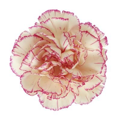 Dianthus Caryophyllus, Flower Icons, Nothing But Flowers, Flower Therapy, Arte Inspo, Love Flowers, My Flower, Pretty Flowers, A Flower