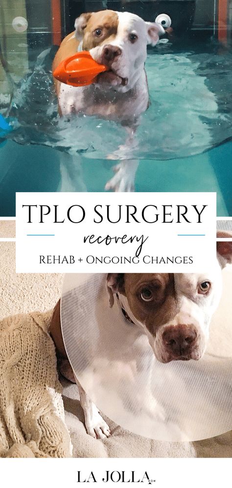 A must-read if your dog is having TPLO surgery for a torn cranial cruciate ligament so that you can learn what recovery is really like from a dog-owner. Pampered Dogs, Personalized Leather Dog Collar, Velvet Dog Collar, Cruciate Ligament, Luxury Dog Collars, Dog Collar With Name, Cute Dog Collars, Girl Dog Collars, Surgery Recovery