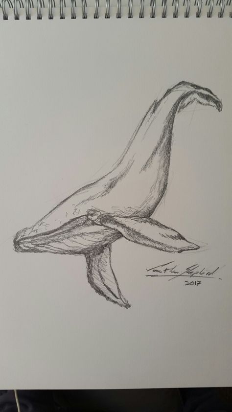 By Jono Shepherd whale   #art #whale #sea #ocean #drawing #sketch #pencil #whale #artist #drawings Sketch Turtle, Fiori Art Deco, Whale Sketch, Whale Drawing, Ocean Drawing, Sea Drawing, Whale Illustration, Seni Pastel, Turtle Drawing