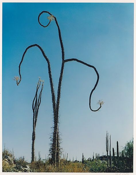 The Boojums of Baja are incredible. The  desert is so gorgeous now. View it as you go see the whales in the birthing bays on the Pacific coast BajaSur Prehistoric Plants, Boojum Tree, Weird Plants, Unusual Plants, Unique Trees, Unique Photography, Tree Hugger, Nature Tree, Tree Forest