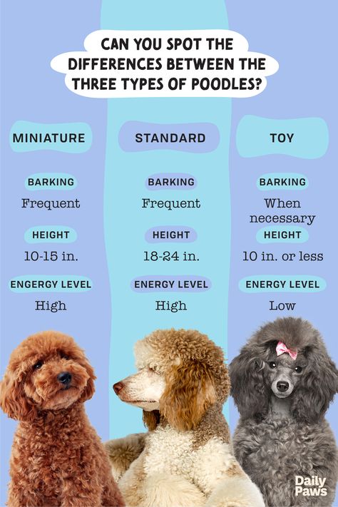 Learn all about the differences and similarities between the toy, miniature and standard poodle! #breeds #petbreeds #breedroundup #catbreeds #kittenbreeds #dogbreeds #bestcatbreeds #bestdogbreeds Poodle Sizes Chart, Mini Puddle Dog, Grey Toy Poodle, Toy Poodle Puppies For Sale Near Me, Miniature Poodle Cuts, Mini Poodle Haircut, Miniature Poodle Haircut Styles, Poodle Sizes, Mini Toy Poodle