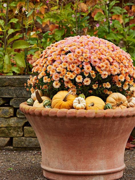 Potted Mums, Caring For Mums, Mums In Pumpkins, Pumpkins And Gourds, Fall Container Gardens, Fall Mums, Grow Gorgeous, Fall Containers, Pumpkin Display