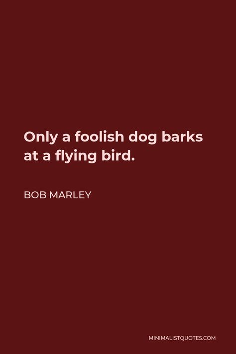 Bob Marley Quote: Only a foolish dog barks at a flying bird. Bob Marley Quotes, Proverbs Quotes, Flying Bird, Genius Quotes, Feel Good Quotes, Insightful Quotes, Funny True Quotes, Snap Quotes, Good Thoughts Quotes