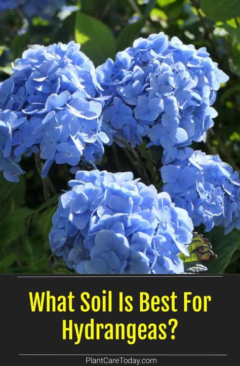 Best Hydrangeas For Full Sun, Planting Hydrangeas In Ground, Williamsburg Kentucky, Amending Clay Soil, Hardy Shrubs, Hardy Hydrangea, Soil Science, Hydrangea Potted, Homestead Gardening