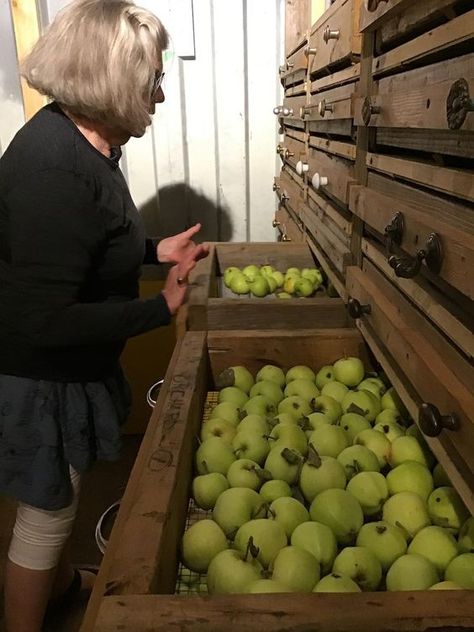 Cellar Pantry Ideas, Refrigerator Root Cellar, Root Cellar Shelves, Root Cellar Storage Shelves, Basement Root Cellar Ideas, Food Cellar Design, Underground Cold Storage, Diy Cold Storage Root Cellar, Root Cellar Basement