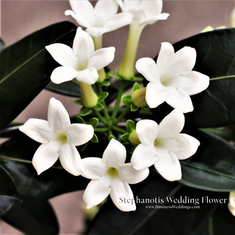 Stephanotis Flower, Stephanotis Bouquet, Red Rose Bridal Bouquet, Year Round Flowers, Wedding Etiquette, Local Florist, Flowers Online, Elegant Flowers, Bridal Flowers