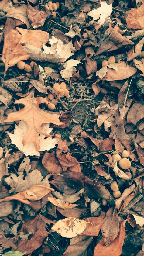 Forest floor Forest Floor Photography, Skink Enclosure, Forest Bed, Forest Ground, Junk Kouture, West Coast Canada, Haunted Forest, Aquarium Ideas, Seed Pod