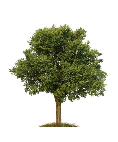 PRICES MAY VARY. Ready to Plant Seedlings Plants For Photoshop, American Elm Tree, Tree Seedlings, Elm Tree, Plant Seedlings, General Knowledge, Peppa Pig, Lawn Garden, Planting