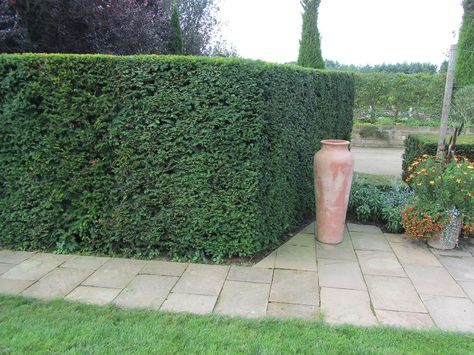 English Yew - Taxus baccata « Chew Valley Trees Yew Hedge, French Coastal Decor, English Yew, Cottage Backyard, Coastal Exterior, Coastal Curtains, Coastal Landscaping, Coastal Chandelier, Taxus Baccata