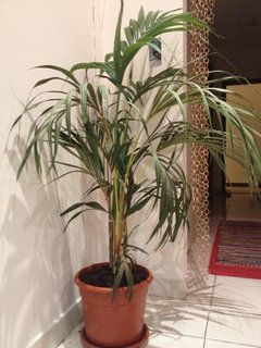 Parlour Palm drying up, why? Parlour Palm, I Have It All, Parlor Palm, The Soil, A Month, Soil, Plants