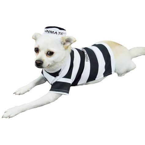 Funny Pet Costumes, Pet Halloween Costumes, Cat Costume, Halloween Toys, Halloween Store, Dog Halloween Costumes, Bad Dog, Pet Holiday, Dog Costumes