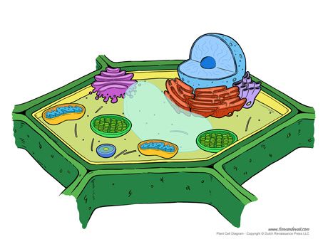 Plant Cell Diagram - Unlabeled Typical Plant Cell, Plant Cell Drawing, Plant Cell Parts, Plant Cell Organelles, Plant Cell Labeled, Plant Cell Project, Plant Cell Diagram, Plant Cell Structure, Plant Cell Model