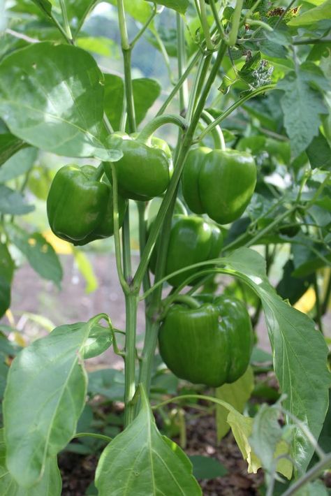 All About Growing Bell Peppers in a Container Growing Green Peppers, Peppers Growing, Bell Pepper Plant, Gemüseanbau In Kübeln, Growing Bell Peppers, Growing Peppers, Growing Tomatoes In Containers, Vegetable Farming, Container Vegetables