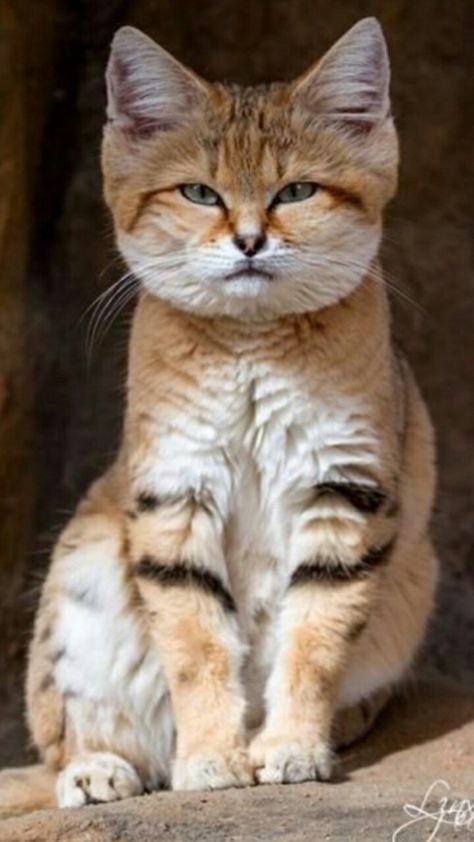 Small Wild Cats, Sand Cat, Exotic Cats, Cute Kittens, Pretty Cats, Maine Coon, Beautiful Cats, Animals Friends, Crazy Cats