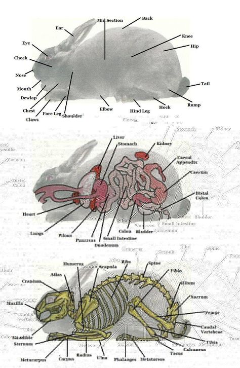 More Rabbit Anatomy Tapsi Hapsi, Rabbit Anatomy, Vet Tech School, Vet Tech Student, Pet Rabbit Care, Kat Diy, All About Rabbits, Pet Bunny Rabbits, Raising Rabbits