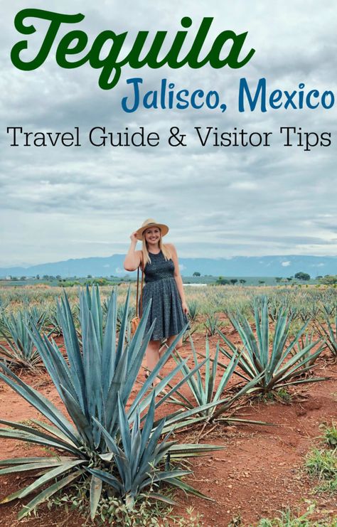 How to Visit Tequila, Mexico Tequila Mexico Travel, Mexico Trips, Tequila Mexico, Tequila Jalisco, Mexico Itinerary, Plan A Day, Mexico Travel Guides, Travel Mexico, Mexico Resorts