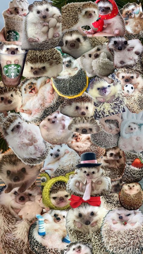 If uou love free collages and hedgehogs this is for you!!🦔⚡️⭐️🥰🌊🌸 Hedgehog Collage, Hedgehog Wallpaper, Free Collage, Inspire Bible Journaling, Cute Hedgehog, Love Free, Hedgehogs, Love Is Free, Bible Inspiration