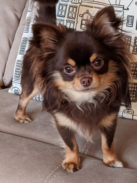 Brown Fluffy Chihuahua, Chihuahua Fursona, Chuachua Dog, Chocolate Chihuahua, Fluffy Chihuahua, Brown Chihuahua, Long Hair Chihuahua, Baby Chihuahua, Long Haired Chihuahua