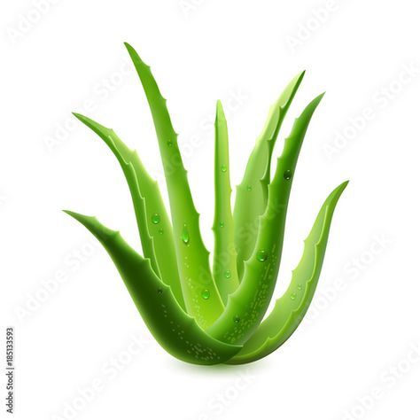 Stock Image: Realistic aloe vera vector illustration on white background Painting The Past, Illustration Realistic, Beauty Posters, Food Clips, Free Illustration, Painting Wallpaper, Logo Design Template, Nature Design, Book Illustration