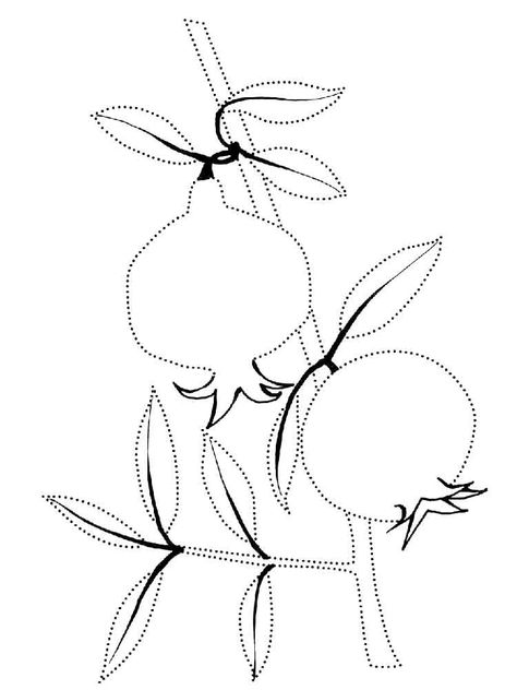 Pomegranate fruits coloring pages Fruits Coloring Pages, Pomegranate Drawing, Simple Car Drawing, Pomegranate Branch, Planet Crafts, Coloring Pages Nature, Hawaiian Quilt Patterns, Pomegranate Art, Fruit Coloring Pages