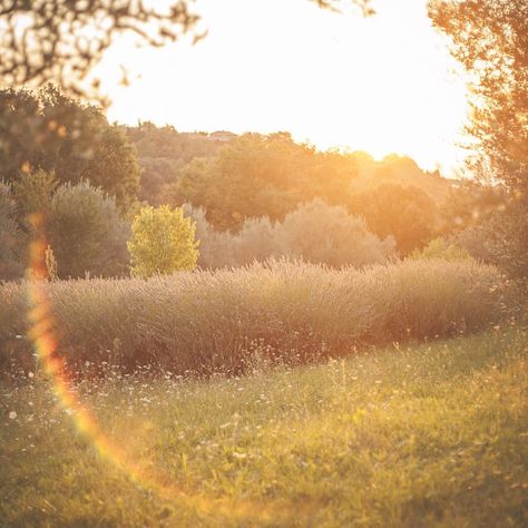 Helga Hufflepuff, San Martino, Belle Nature, + Core + Aesthetic, Beautiful Picture, Mellow Yellow, Nature Aesthetic, Image Hd, Golden Hour