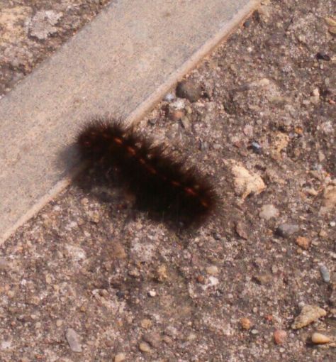 Black hairy caterpillar 🐛 scurrying off into the grass in Seaham. Black Caterpillar, Black Peppercorn, The Grass, Caterpillar, Insects, Collage, Pins, Quick Saves, Black