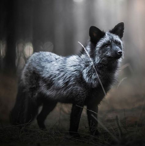 Black Fox by  Iza Lyson by beautiful-wildlife Grey Fox Aesthetic, Silver Fox Art, Silver Fox Aesthetic, Silver Fox Animal, Foxes Photography, Black Fox, Pet Fox, Fox Art, Wild Dogs