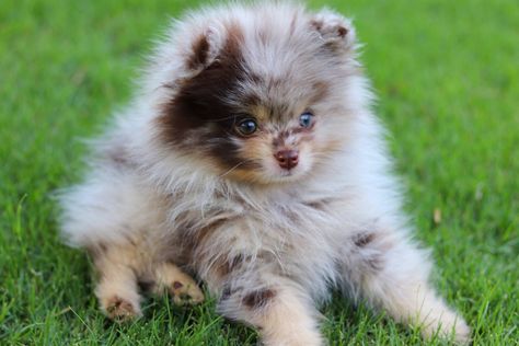 Pomeranian Puppy Merle, Chocolate Merle Pomeranian, Merle Pomeranian Puppy, Blue Merle Pomeranian, Merle Pomeranian, Big Dogs Breeds, Biggest Dog In The World, Dog Foto, Biggest Dog