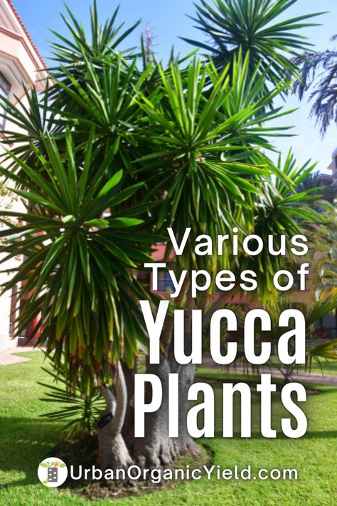 Yucca Tree Outdoor, Yucca Plant Landscaping Front Yards, Soft Leaf Yucca, Yucca Plant Landscaping Garden Ideas, Yucca Garden Ideas, Yuca Plant Outdoor, Yucca Tree Indoor, Landscaping With Yucca Plants, Yukka Plant Outdoor