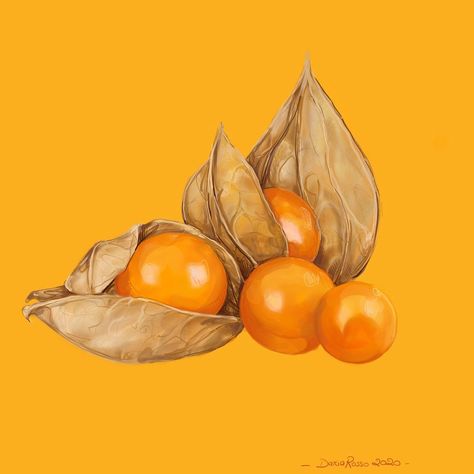 Daria Rosso on Instagram: “• All the shades of Orange - Golden Berry • • • • • • #orange #goldenberry #goldenberries  #fruit #fruits #berry #illustration…” Berry Illustration, Berries Photography, Golden Berry, Golden Berries, Inner Mind, Urban Center, Green Space, Shades Of Orange, Pollution