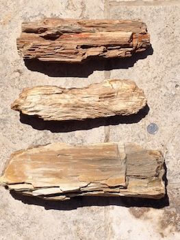 Petrified Wood Paluxy Sand Formation Hood Co., TX Petrified Wood Meaning, Gemstone Mining, Log Art, Ancient Artifacts Prehistoric, Raw Gemstones Rocks, Native American Tools, Arrowheads Artifacts, Geode Rocks, Gold Miners