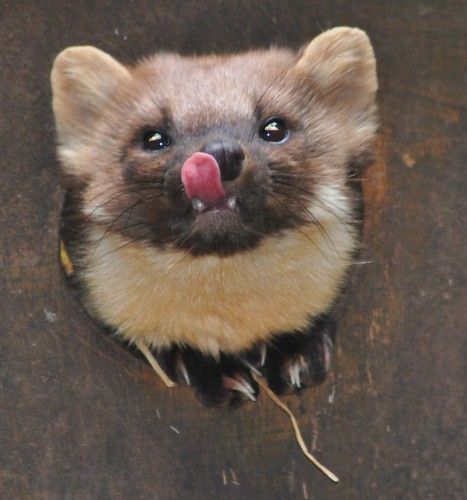 Pine Marten.-Martes martes | Copyright by Zooman2009. All ri… | Flickr Pine Martens, Pine Marten, Ferret Cage, A Ferret, Carnival Of The Animals, Best Bedding, Pet Ferret, Comfortable Bedding, Cute Ferrets