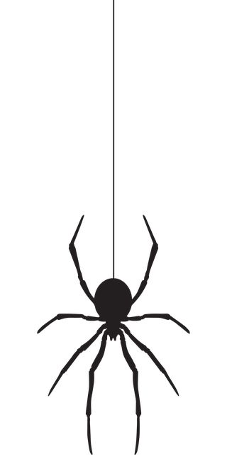 Arachnids, Public Domain Images, Free Pictures, Art Designs, My Images, Free Images, Stock Images Free, Insects, Vector Free