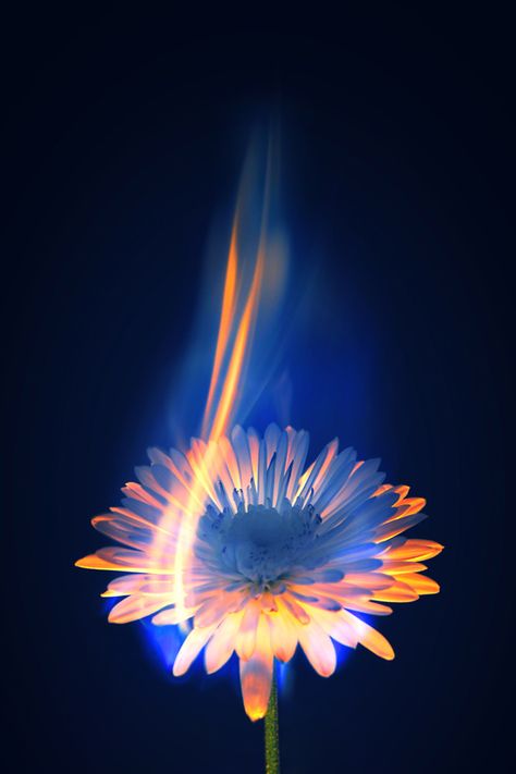 Burning Flower with writing around it saying "what is to give light must endure burning" A Flower, Black Background, A Black, Orange, Yellow, Blue, Black