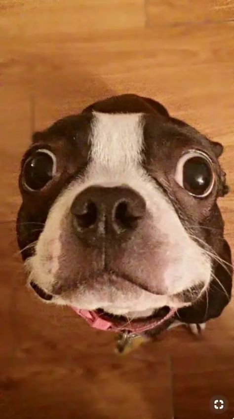 Top 18 Funniest Smiling Boston Terriers Ever - The Paws English Terrier, Boston Terrier Funny, Bulldog Francese, Boston Terrier Love, Terrier Breeds, Boston Terrier Puppy, Boston Terrier Dog, Terrier Puppies, Terrier Dogs