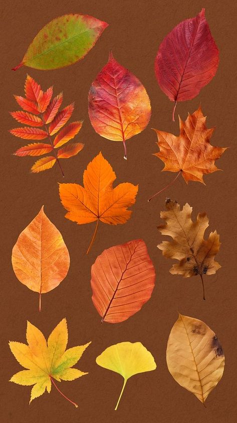 Autumn leaf set, editable design element | premium image by rawpixel.com / Aum Autumn Leaf Illustration, Autumn Collage, Leaf Collage, Collage Elements, Every Child Matters, Leaf Illustration, Awesome Designs, Pretty Drawings, Autumn Leaf