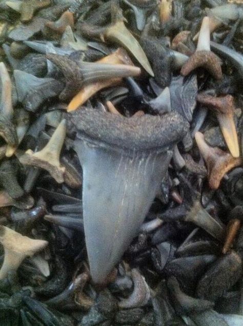 Shark Tooth Hunting, Shell Hunting, Sharks Teeth, Florida Adventures, Fossil Hunting, Shark Fishing, St Augustine Florida, Saint Augustine, Historic Downtown