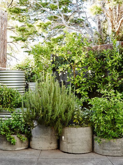 Melbourne Garden, Mata Air, Container Herb Garden, Herb Garden Design, Potted Plants Outdoor, Cement Pots, Have Inspiration, Garden Containers, Courtyard Garden