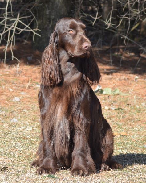 Field Spaniel #Spaniels #Dogs #Puppy Field Spaniel, Smartest Dog Breeds, Clumber Spaniel, Dog Grooming Business, English Cocker Spaniel, English Springer, Smart Dog, Water Dog, Spaniel Dog