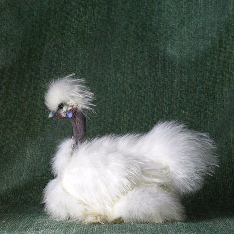 Favorite Chicken Breed = Showgirls Funny Chickens, Chicken Mama, Weird Birds, Strange Animals, Fancy Chickens, Show Girl, Silkie Chickens, Beautiful Chickens, Hen Chicken